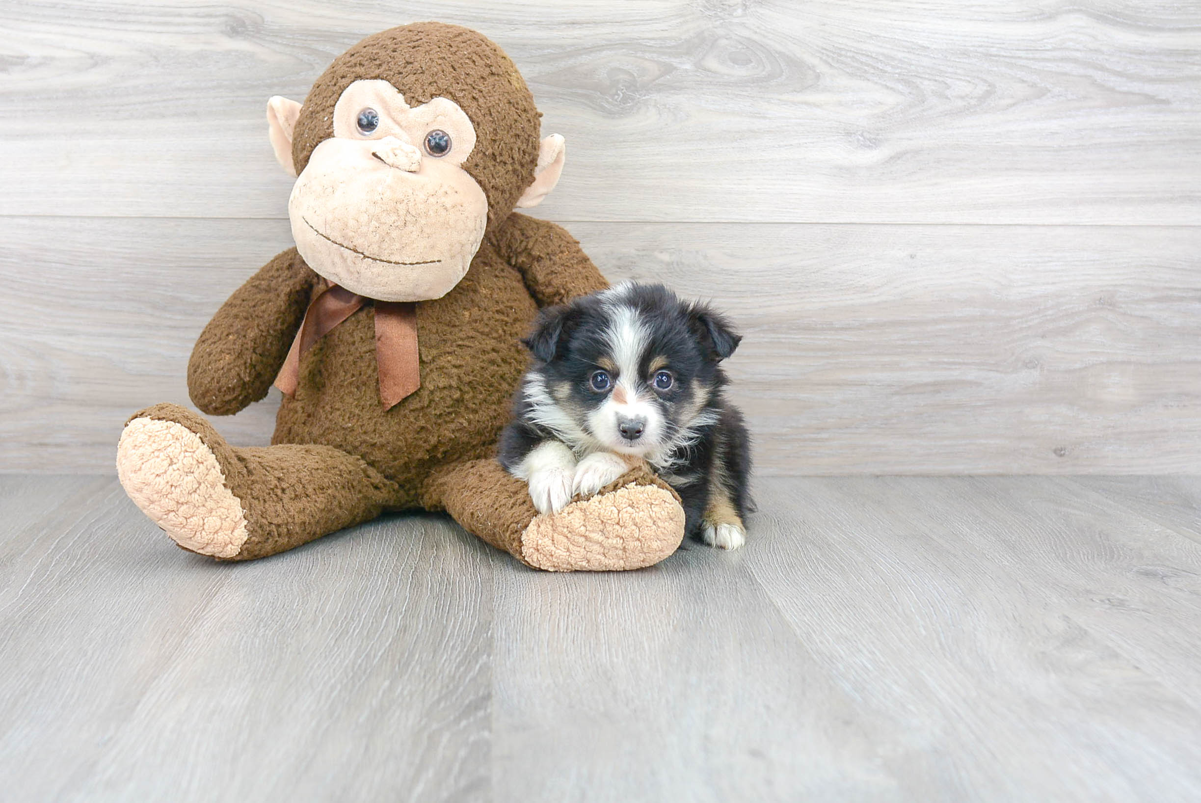 Mini Aussie Pup Being Cute