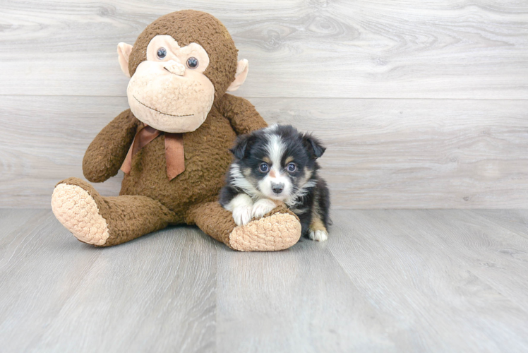 Mini Aussie Pup Being Cute