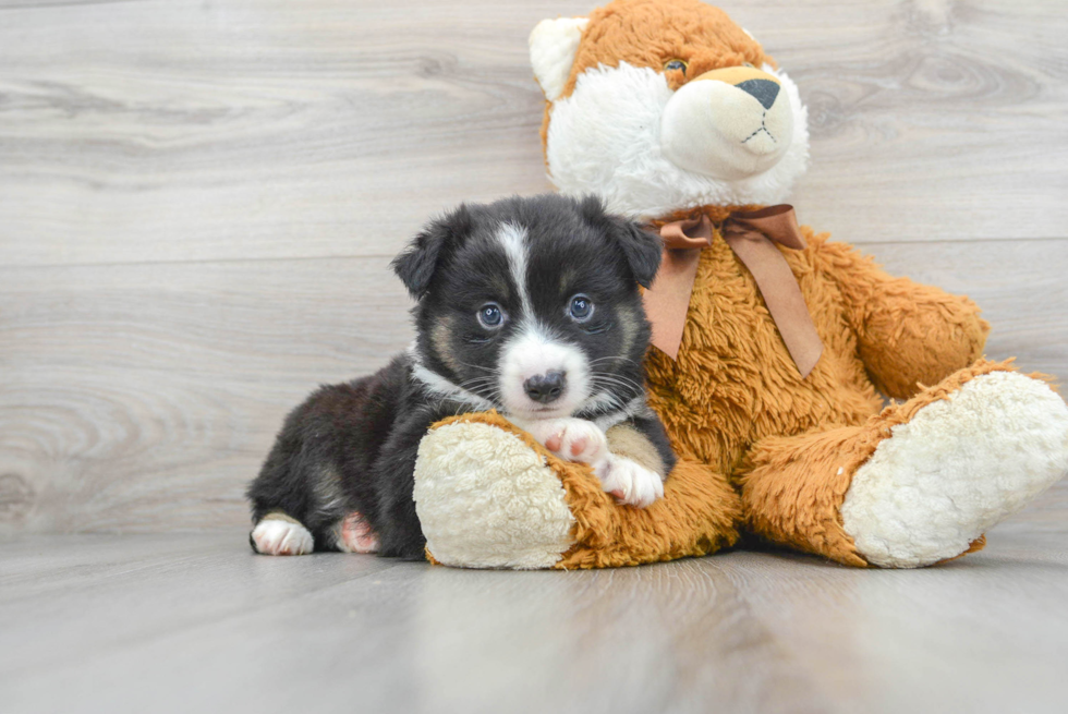 Petite Miniature Austrailian Shepherd Purebred Puppy