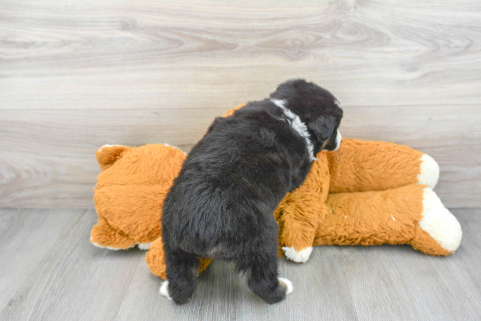 Akc Registered Mini Aussie Purebred Pup