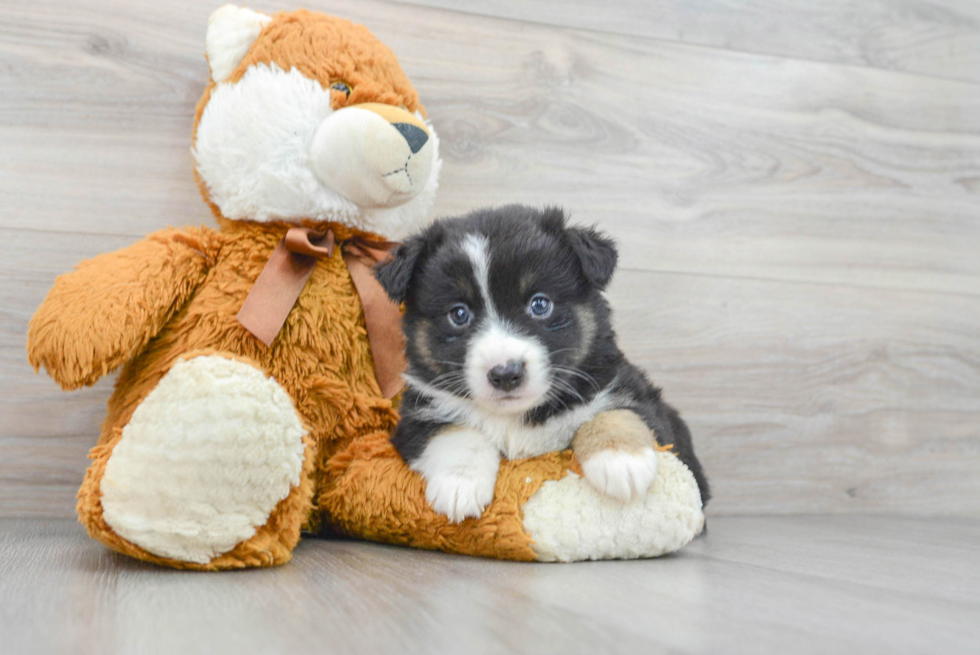 Smart Miniature Austrailian Shepherd Purebred Puppy