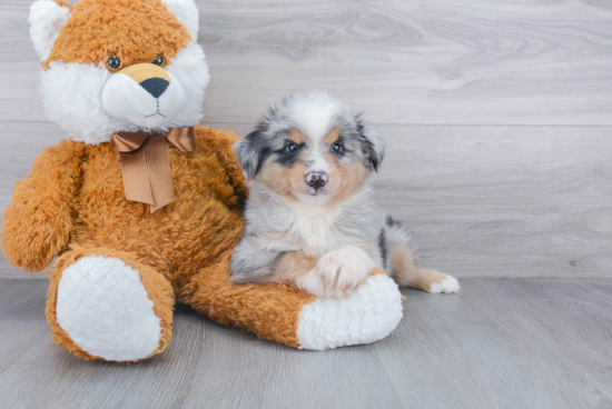 Friendly Mini Aussie Baby