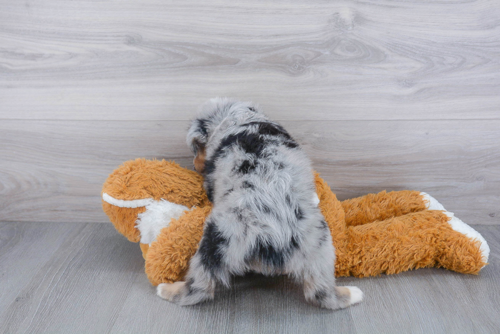 Mini Aussie Pup Being Cute