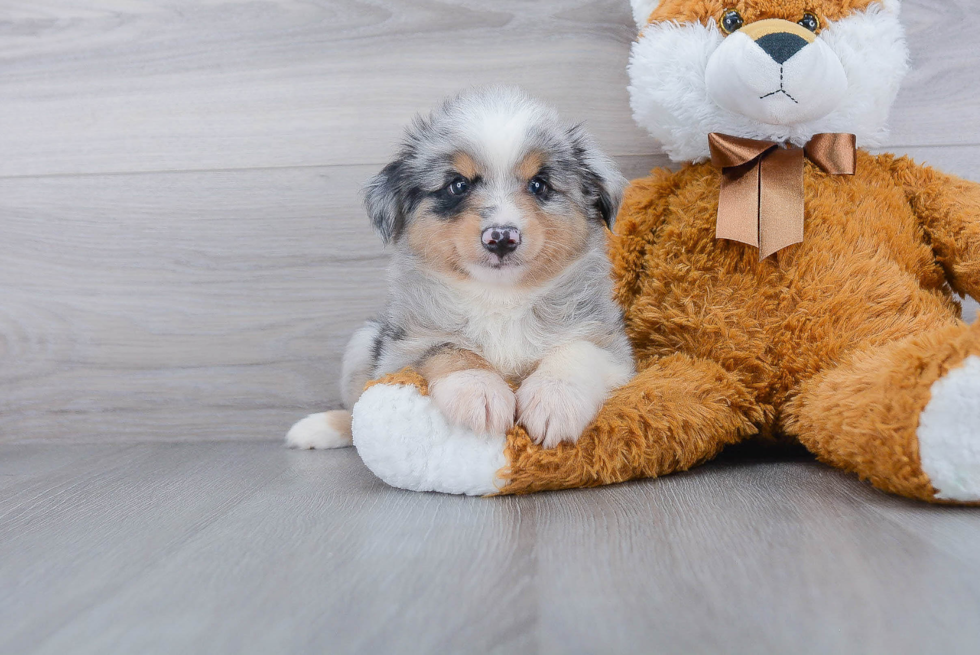 Energetic Miniature Austrailian Shepherd Purebred Puppy