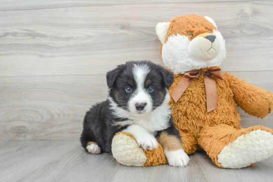 Mini Aussie Puppy for Adoption