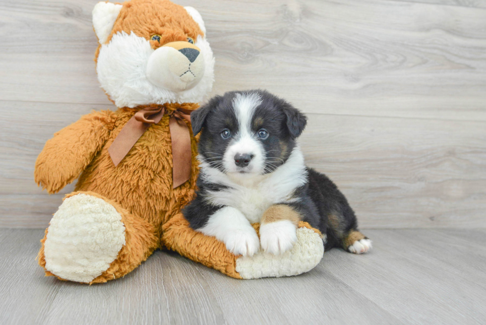 Popular Mini Aussie Baby