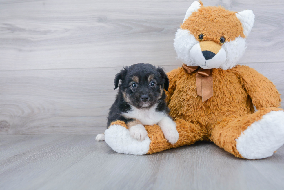 Little Mini Aussie Purebred Pup