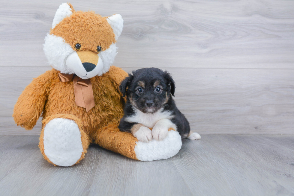 Mini Aussie Pup Being Cute