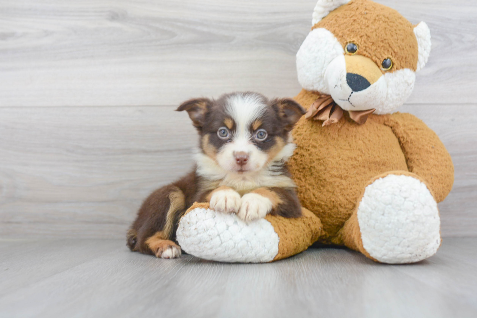 Adorable Miniature Austrailian Shepherd Purebred Puppy