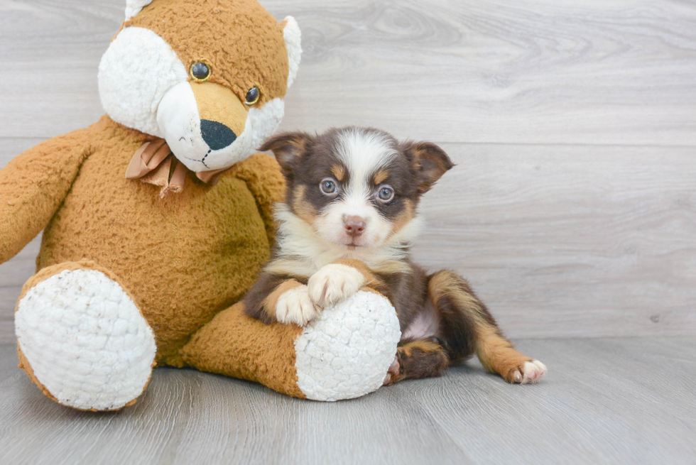 Mini Aussie Puppy for Adoption