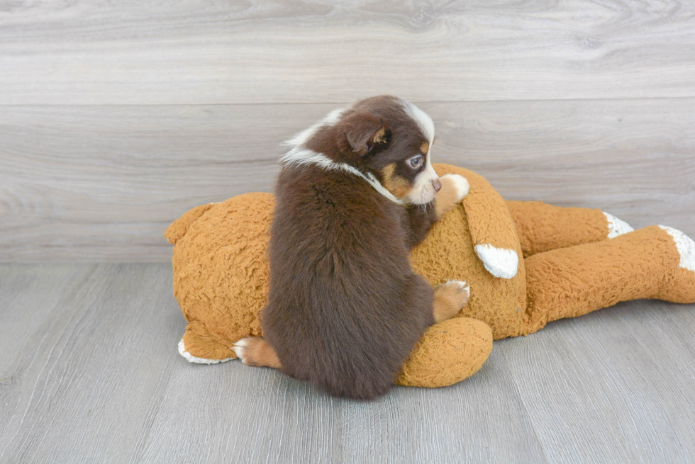 Best Mini Aussie Baby