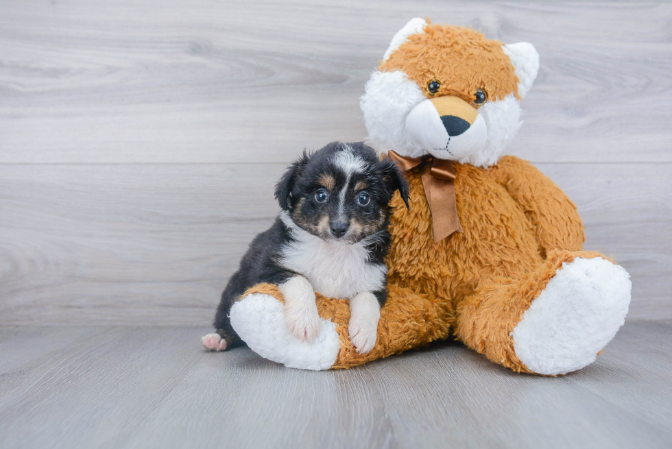 Mini Aussie Pup Being Cute