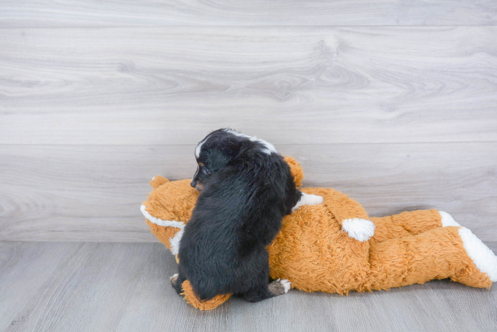 Friendly Mini Aussie Purebred Pup