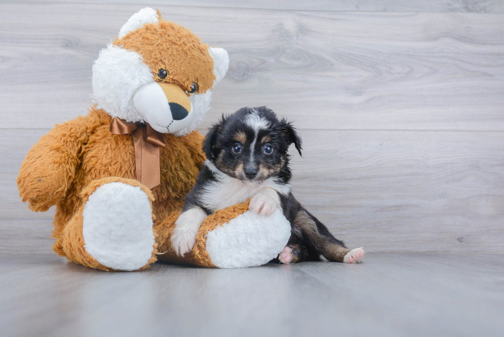 Little Mini Aussie Purebred Pup