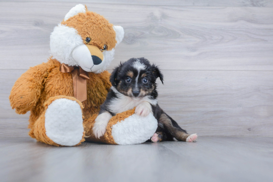 Little Mini Aussie Purebred Pup