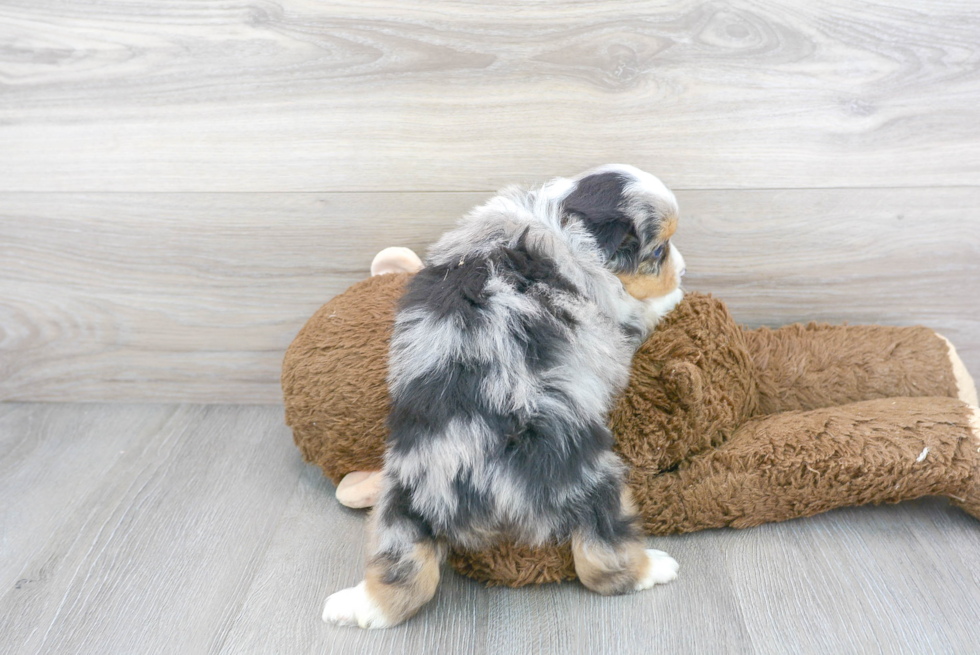 Adorable Miniature Austrailian Shepherd Purebred Puppy