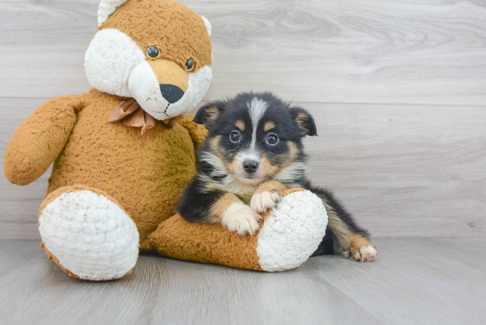 Best Mini Aussie Baby