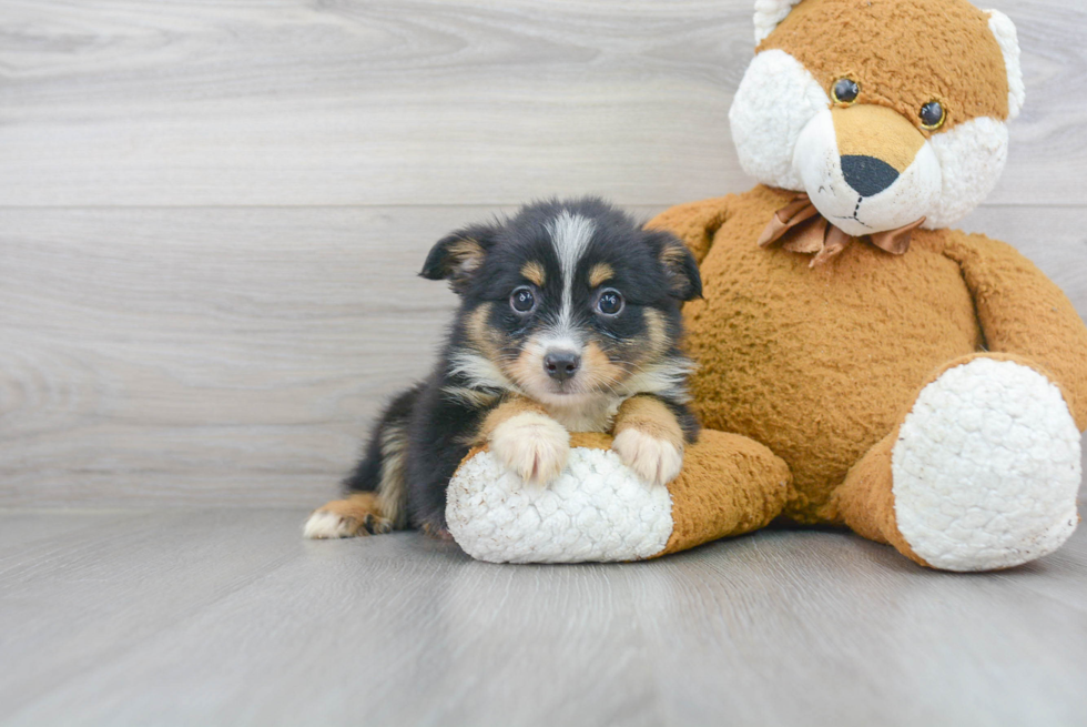 Akc Registered Mini Aussie Baby