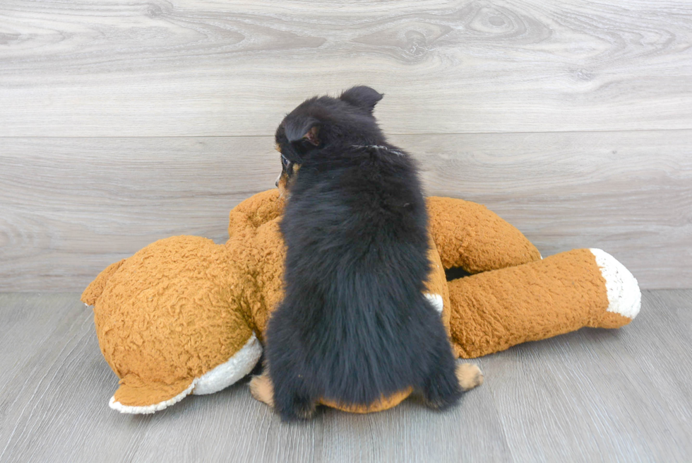 Energetic Miniature Austrailian Shepherd Purebred Puppy