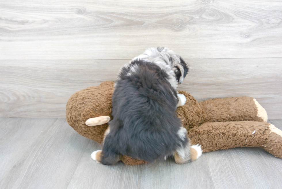 Fluffy Miniature Austrailian Shepherd Purebred Puppy