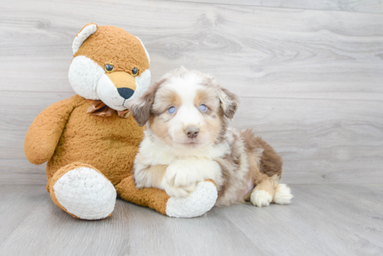 Hypoallergenic Mini Aussie Purebred Pup