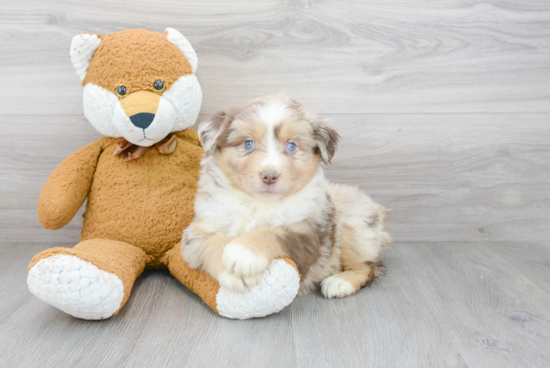 Little Mini Aussie Purebred Pup