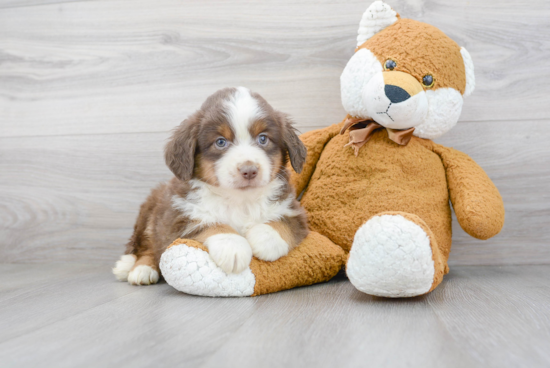 Best Mini Aussie Baby