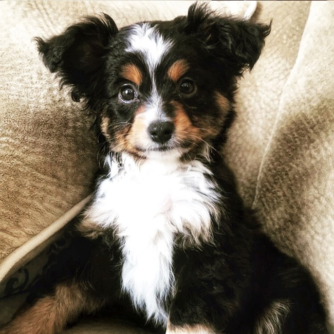 Black mini aussie best sale