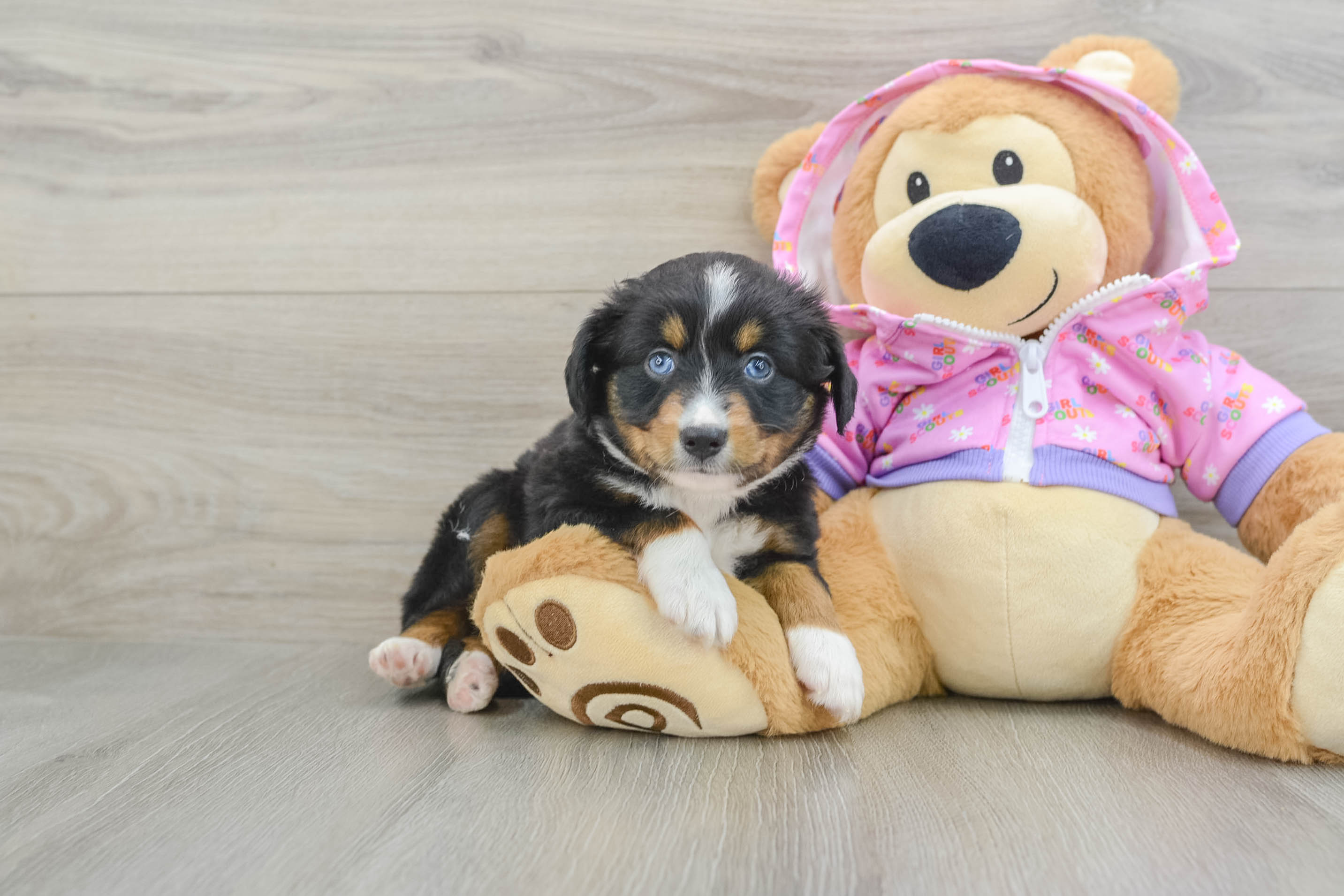 Popular Mini Aussie Purebred Pup