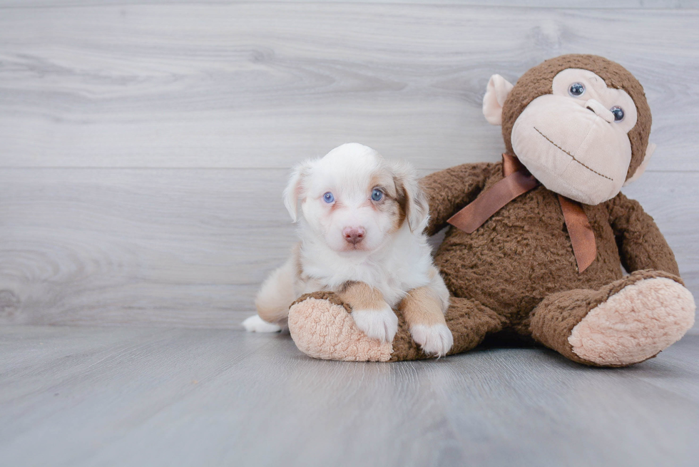 Best Mini Aussie Baby