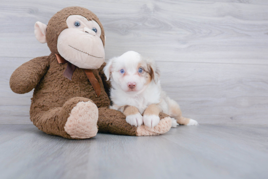 Small Mini Aussie Baby