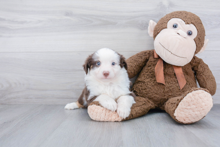 Small Mini Aussie Baby