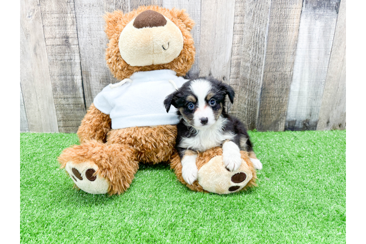 Friendly Mini Aussie Baby