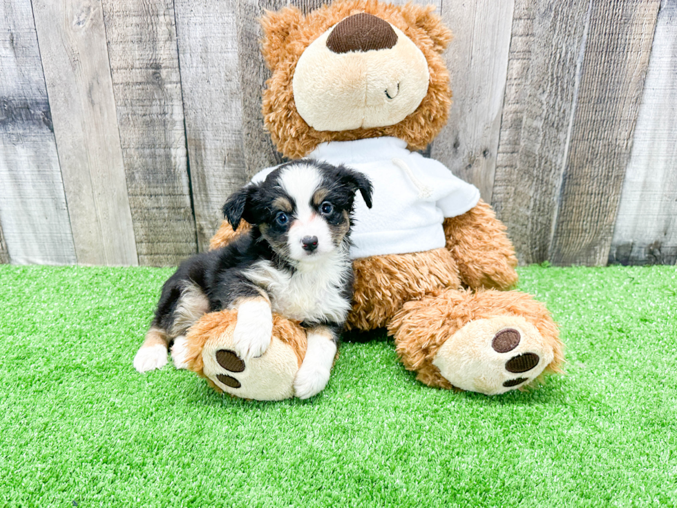 Mini Aussie Pup Being Cute