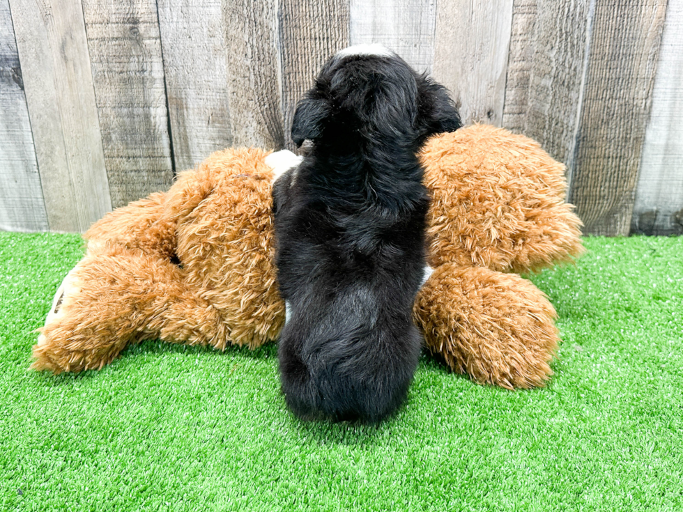 Popular Mini Aussie Purebred Pup