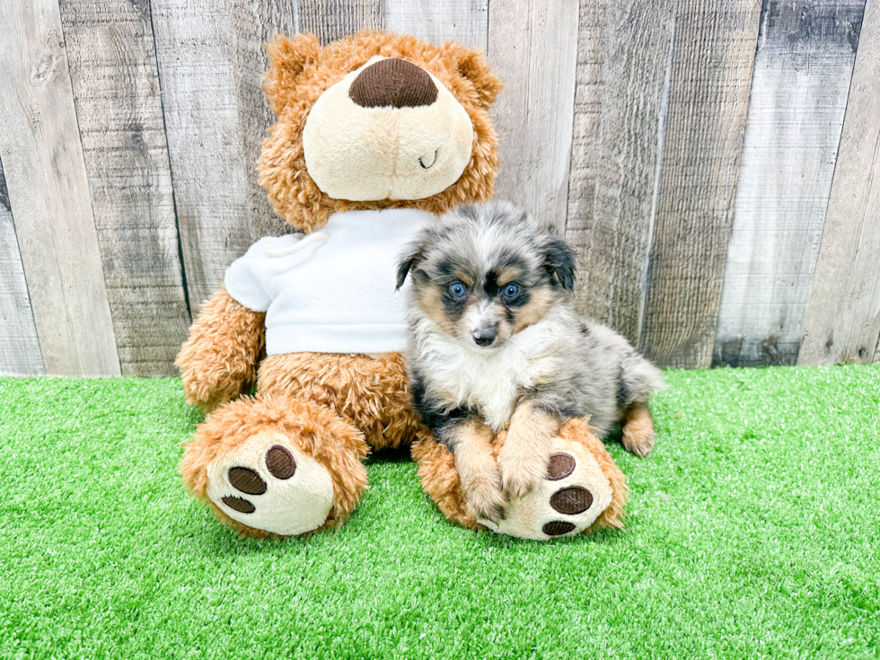 Mini Aussie Puppy for Adoption