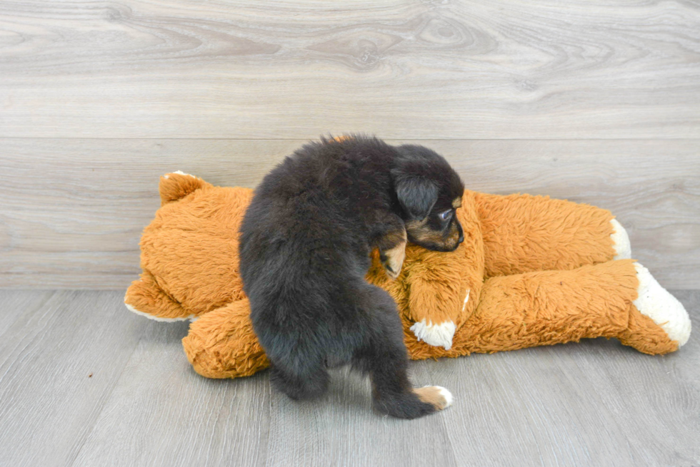 Mini Aussie Puppy for Adoption