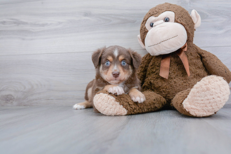 Friendly Mini Aussie Purebred Pup