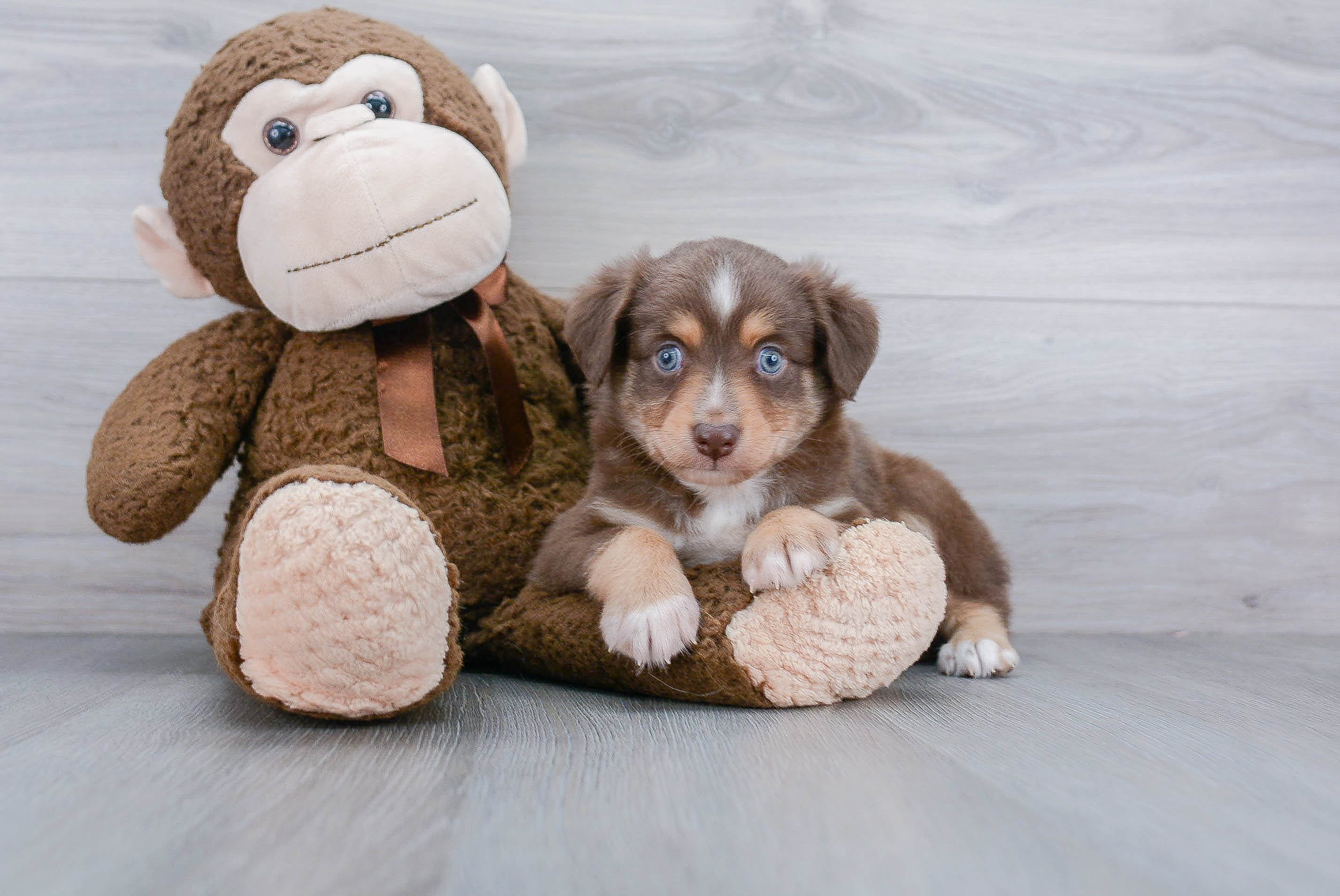Best Mini Aussie Baby
