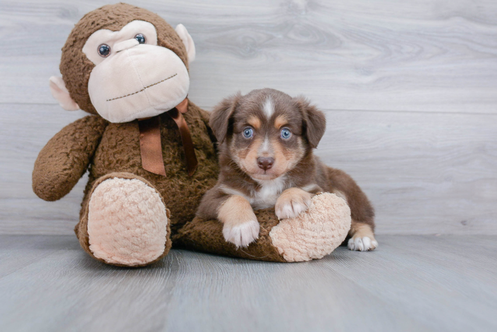 Best Mini Aussie Baby