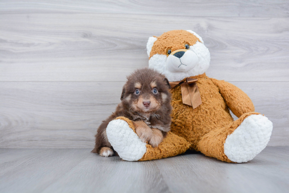 Mini Aussie Puppy for Adoption