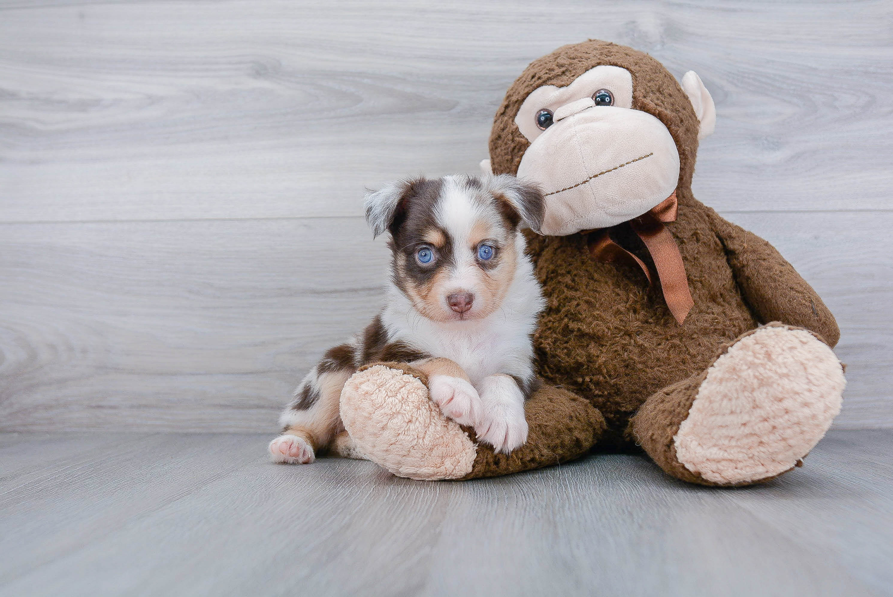 Cute Miniature Austrailian Shepherd Purebred Puppy