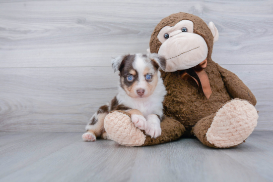 Cute Miniature Austrailian Shepherd Purebred Puppy