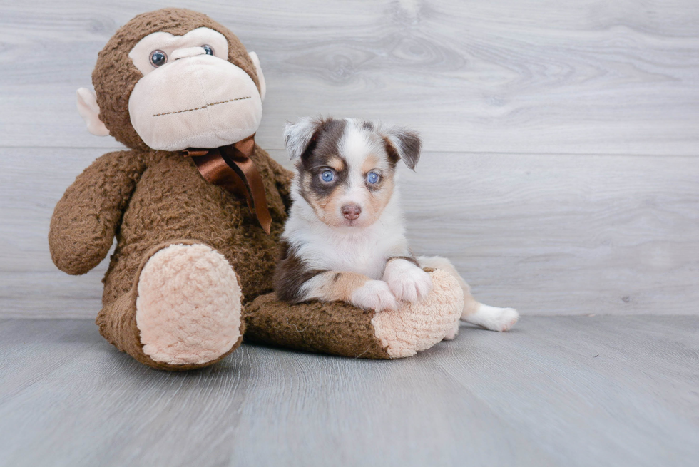 Hypoallergenic Mini Aussie Purebred Pup