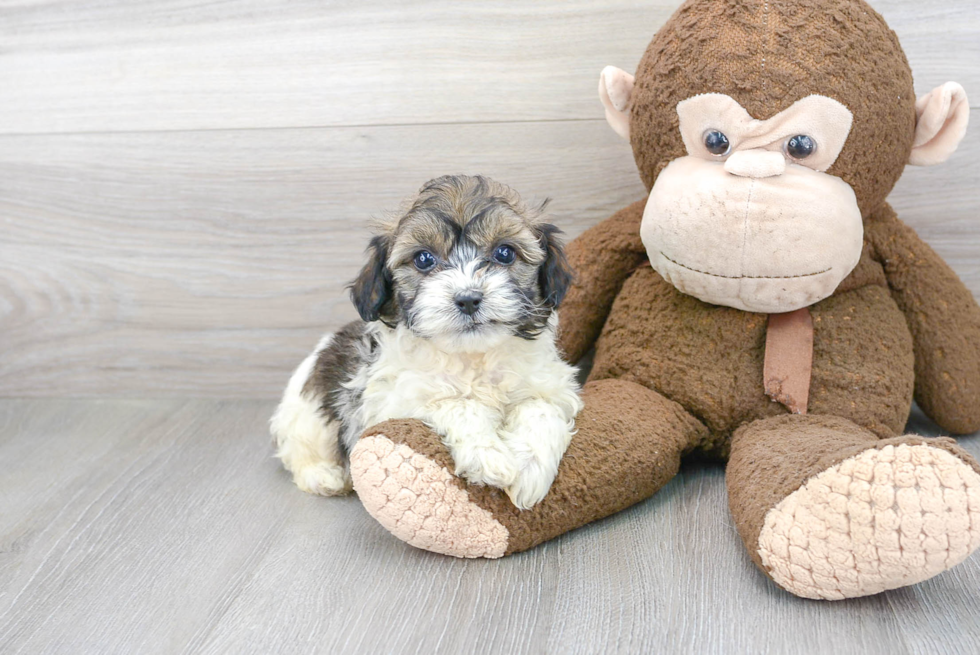 Petite Mini Aussiedoodle Poodle Mix Pup