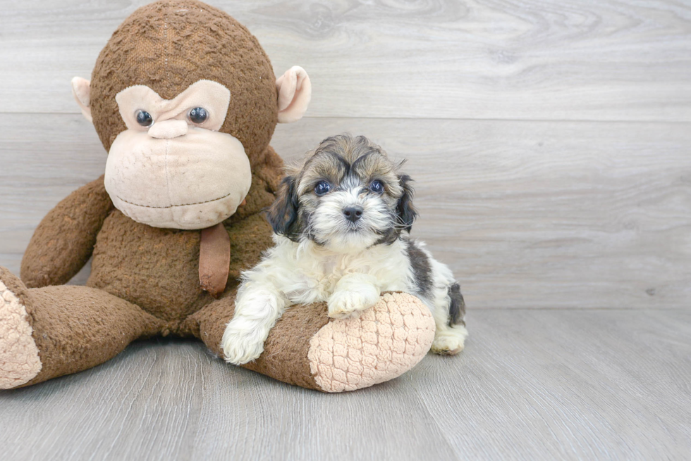 Best Mini Aussiedoodle Baby