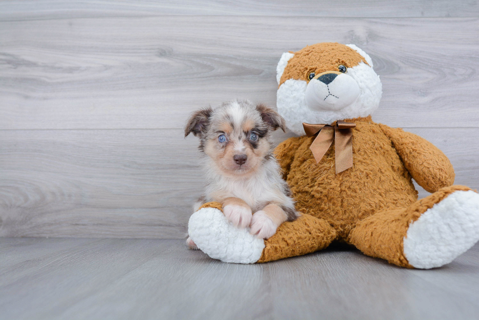 Little Mini Aussie Baby