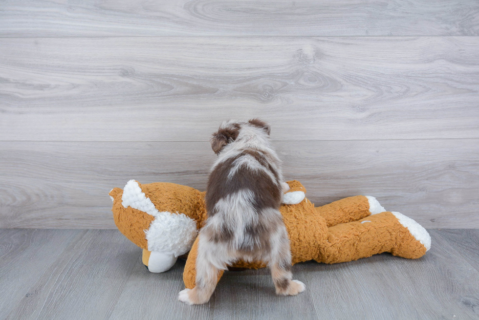 Best Mini Aussie Baby