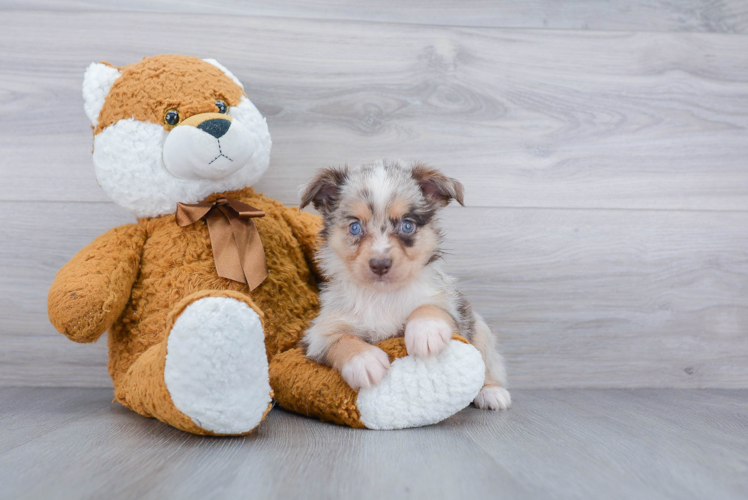 Best Mini Aussie Baby