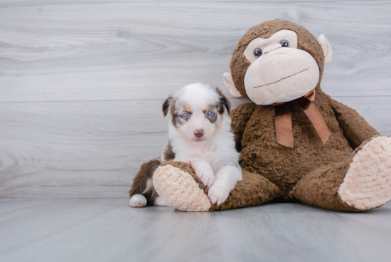 Best Mini Aussie Baby